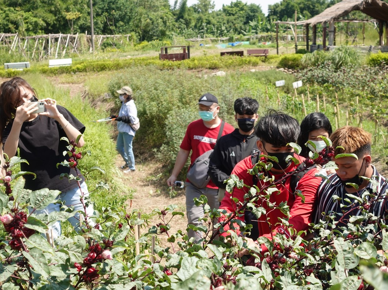 Lipahak三峽野菜園區」內的鮮紅洛神花由當地族人種植，吸引原青們注意、紛紛拿起手機拍照紀錄